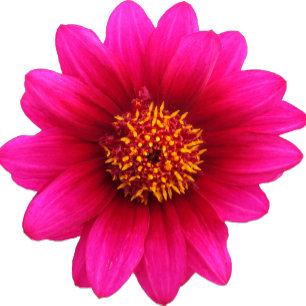 Invitación a la Moda de país boda Púrpura Flor