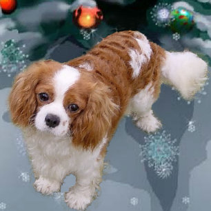 Tarjeta Festiva Navidades de Cavalier King Charles Spaniel