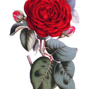 Invitación Elegante jardín rosa roja. Hermoso Boda floral