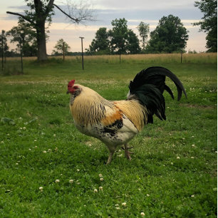 Delantal Foto de Gallo Pollo en la Granja