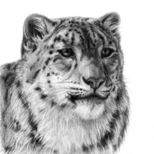 Papel De Regalo Leopardo de la nieve de mano