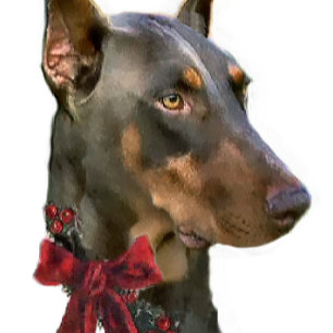 Navidad del Pinscher del Doberman