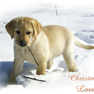 Tarjeta Festiva Regalos de Labrador Recuperador de Navidades