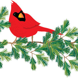 Tarjeta Festiva Navidades: El cardenal rojo encaramado en una rama