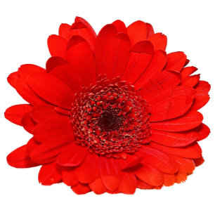 Invitación a la boda de la Gerbera Roja Personaliz