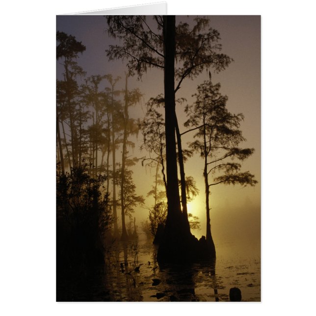 Swamp Sunset (Frente)