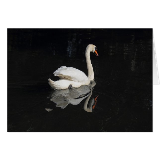 Swan (Anverso (Horizontal))