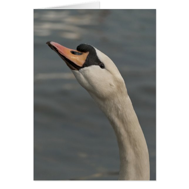 Swan (Frente)