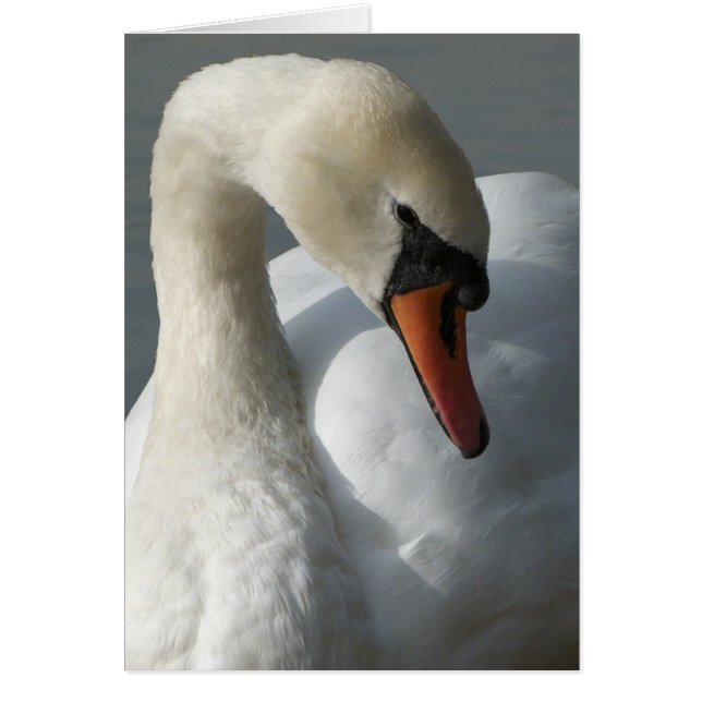 Swan (Frente)