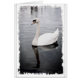 Swan