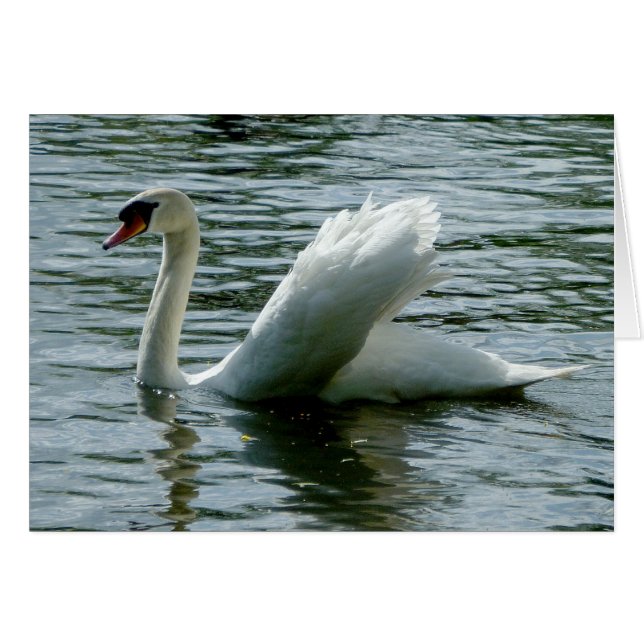 Swan (Anverso (Horizontal))