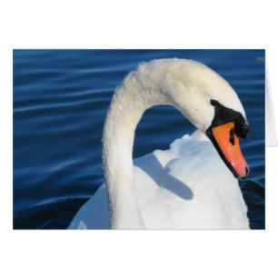 Swan