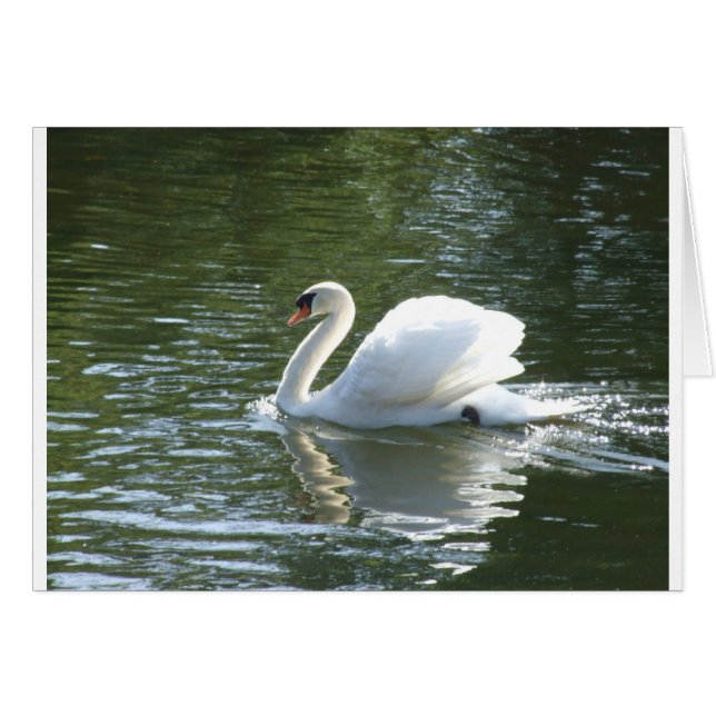 Swan (Anverso (Horizontal))