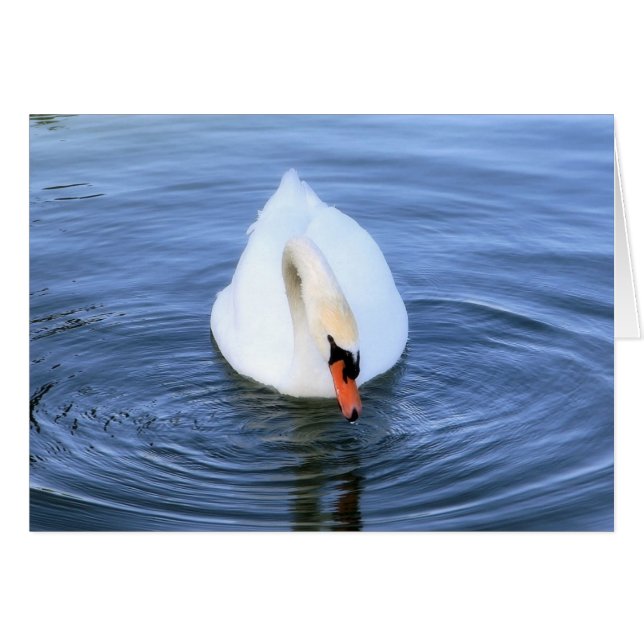 Swan #2 (Anverso (Horizontal))