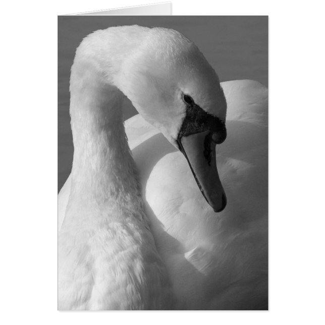 Swan B&W (Frente)