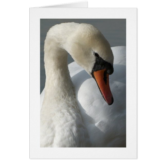 Swan (borde ancho) (Frente)