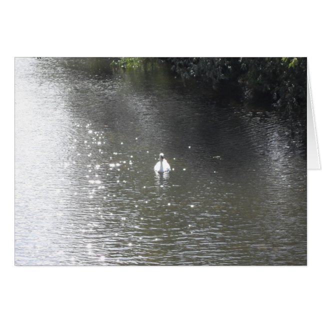 Swan en el río (Anverso (Horizontal))