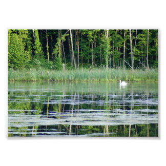 Swan en lago reflexivo Impresión fotográfica 7x5