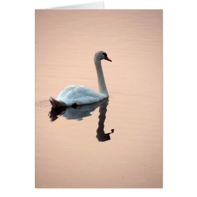 Swan en Sunset Card (Frente)