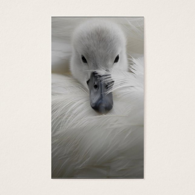 Swan, hermosas plumas blancas, comodidad de bellez (Frente)