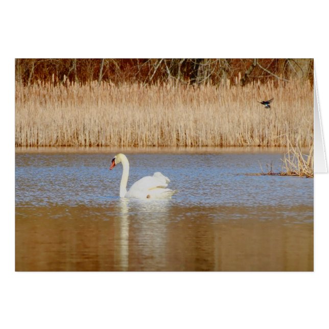 Swan y degluten (Anverso (Horizontal))