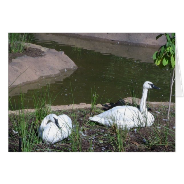 Swans (Anverso (Horizontal))