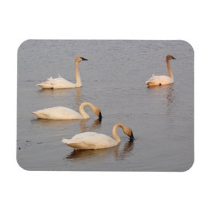 Swans Pesca de imán fotográfico flexible