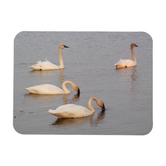 Swans Pesca de imán fotográfico flexible (Horizontal)