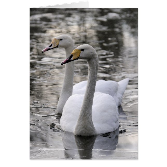 Swans Together (Frente)