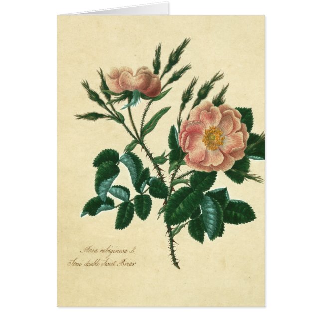 Sweet Briar Rosa (Frente)