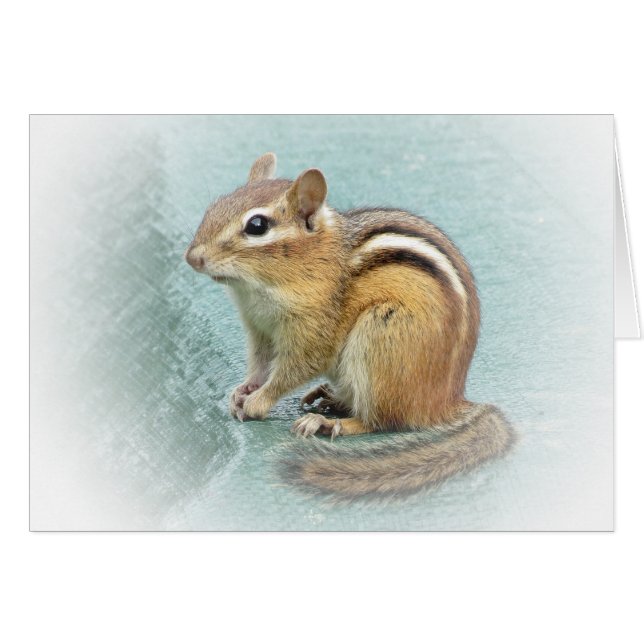 Sweet Chipmunk (Anverso (Horizontal))
