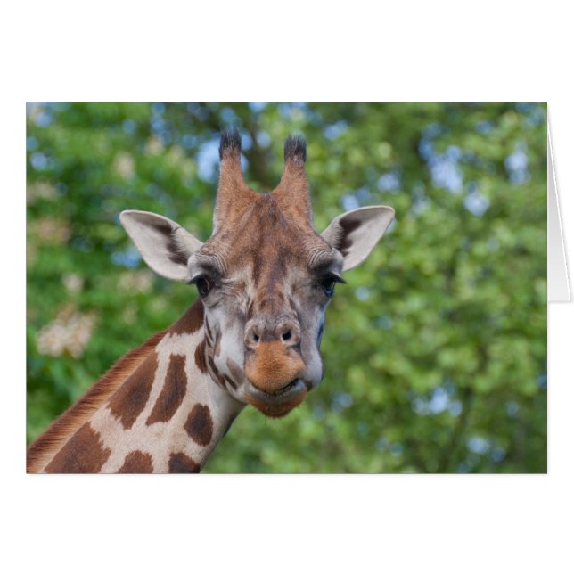 Sweet Curios Giraffe (Anverso (Horizontal))