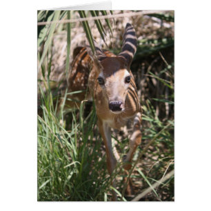 Sweet Fawn