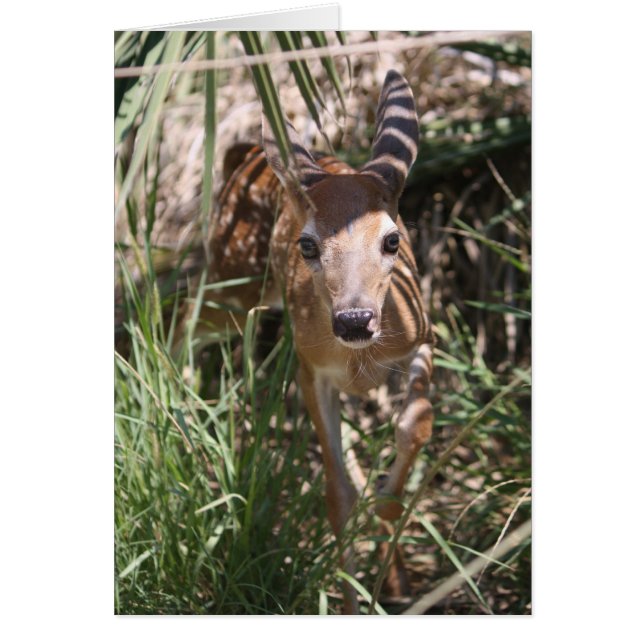 Sweet Fawn (Frente)