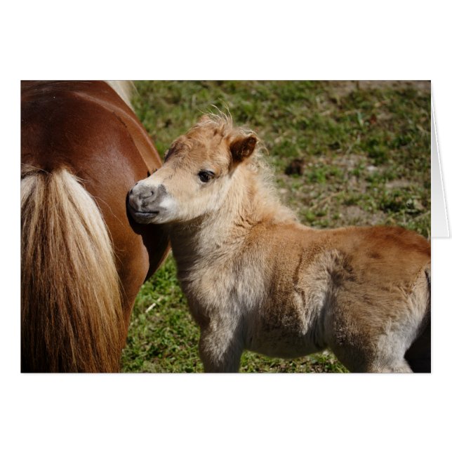 Sweet Haflinger Foal (Anverso (Horizontal))