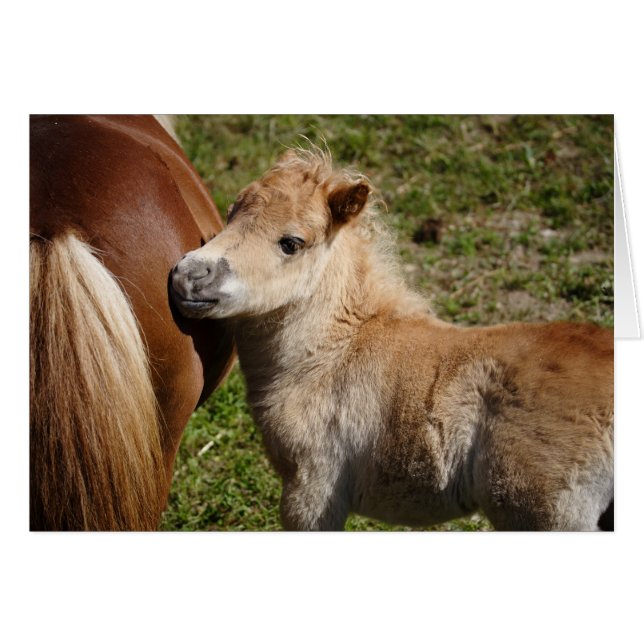 Sweet Haflinger Foal (Anverso (Horizontal))