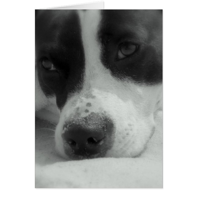 Sweet Maggie (Frente)