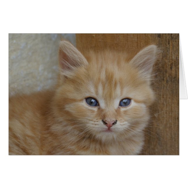 Sweet Red Tabby Tomcat Kitten (Anverso (Horizontal))