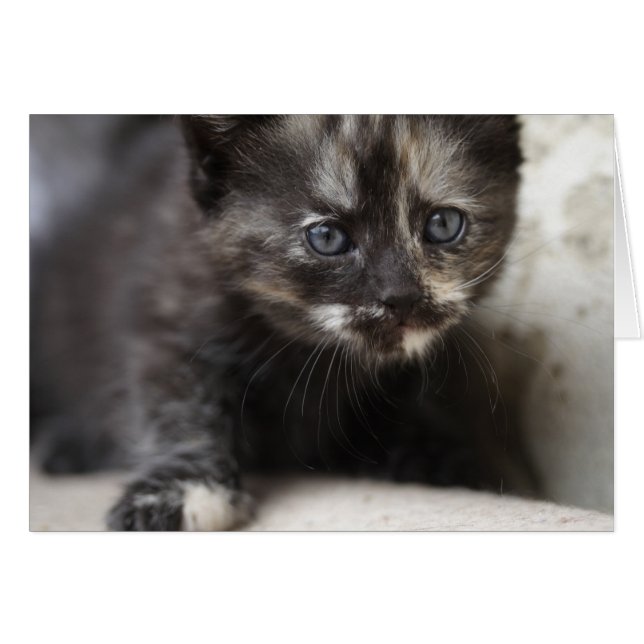 Sweet Shy Tortoiseshell Baby (Anverso (Horizontal))