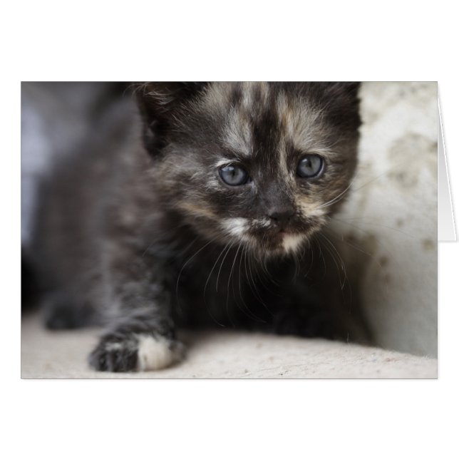 Sweet Shy Tortoiseshell Baby (Anverso (Horizontal))