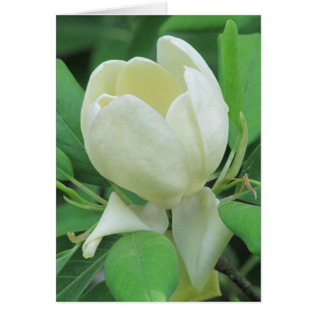 Sweetbay Magnolia (Frente)