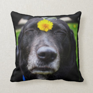 Sweetie del equipo la almohada del perro de Meme