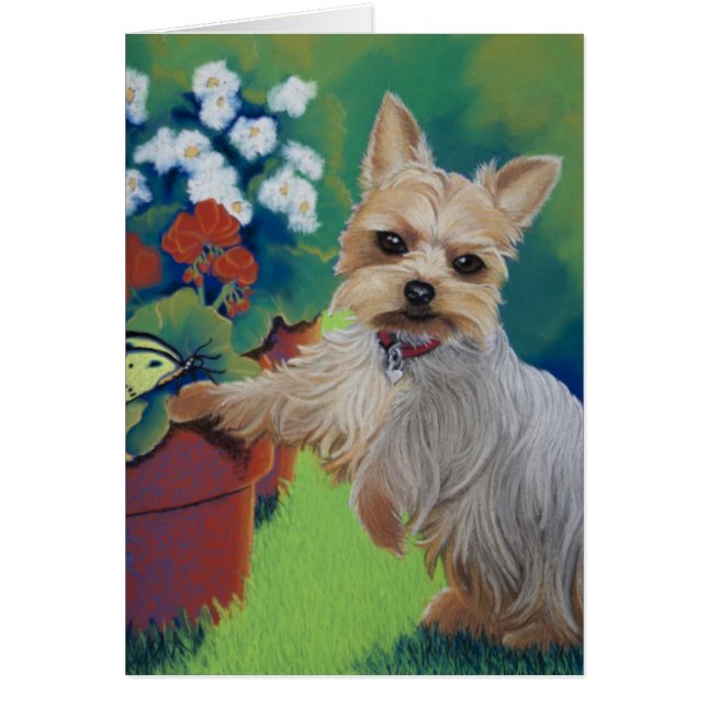 Sweetness Yorkie (Frente)