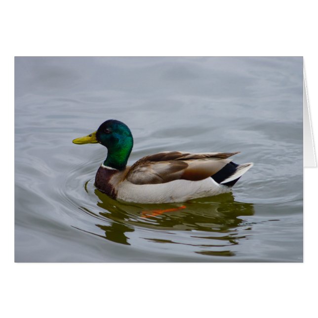 Swim Mallard Swim (Anverso (Horizontal))