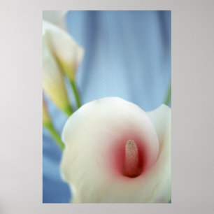 Swirl White Calla Lilies Foto Poster de arte Impri