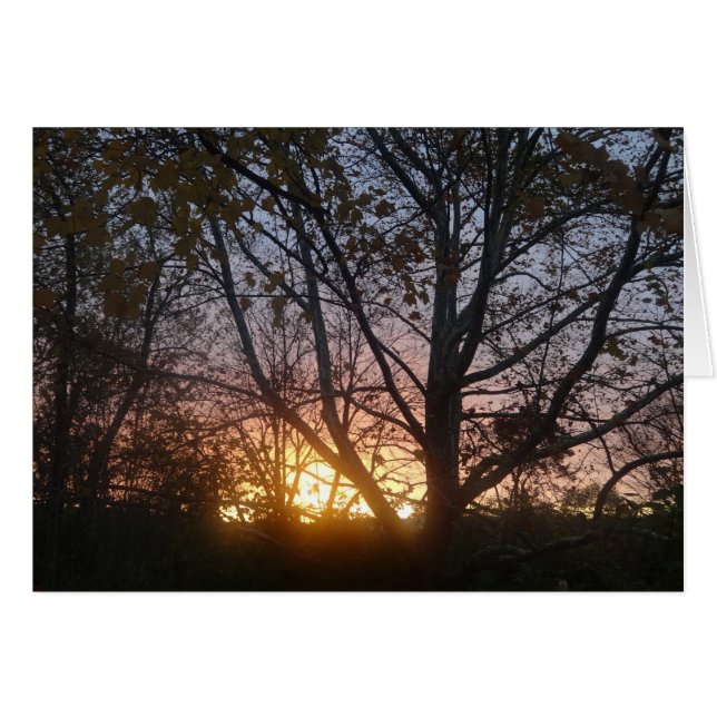 Sycamore Sunrise (Anverso (Horizontal))