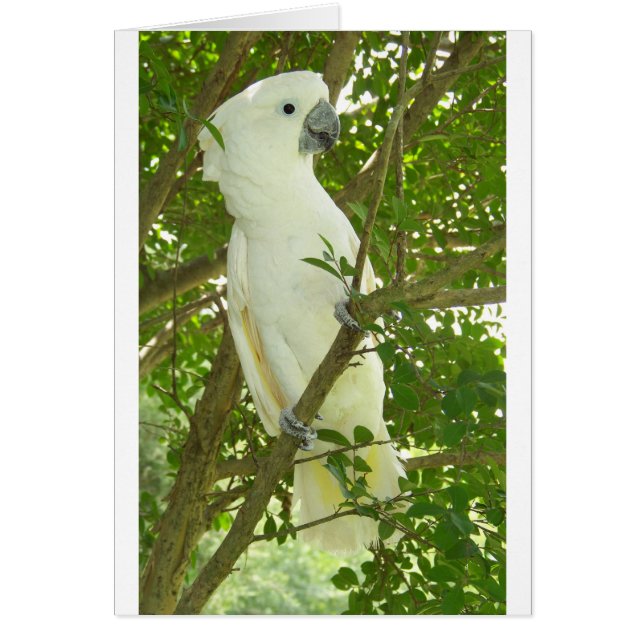 Sydney Cockatoo (Frente)