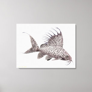 Synodontis Eupterus Catfish Lienzo envuelto
