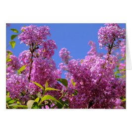 Syringa de la lila [de las flores coloridas] -