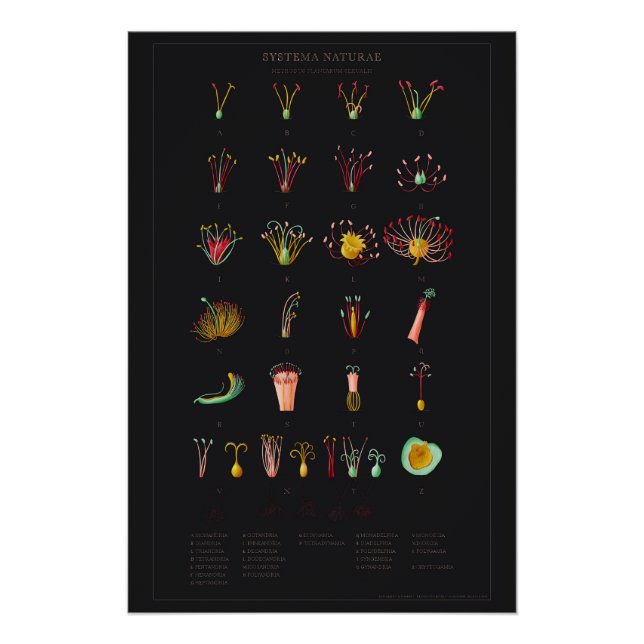 Systema Naturae Glossy Poster (Anverso)